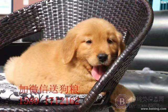 出售纯种【金毛幼犬】照片实物所拍 疫苗驱虫齐全