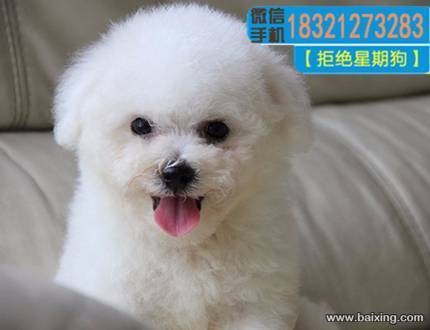 玩具体圆脸蛋比熊幼犬 纯种健康 宠物狗活体 茶杯体